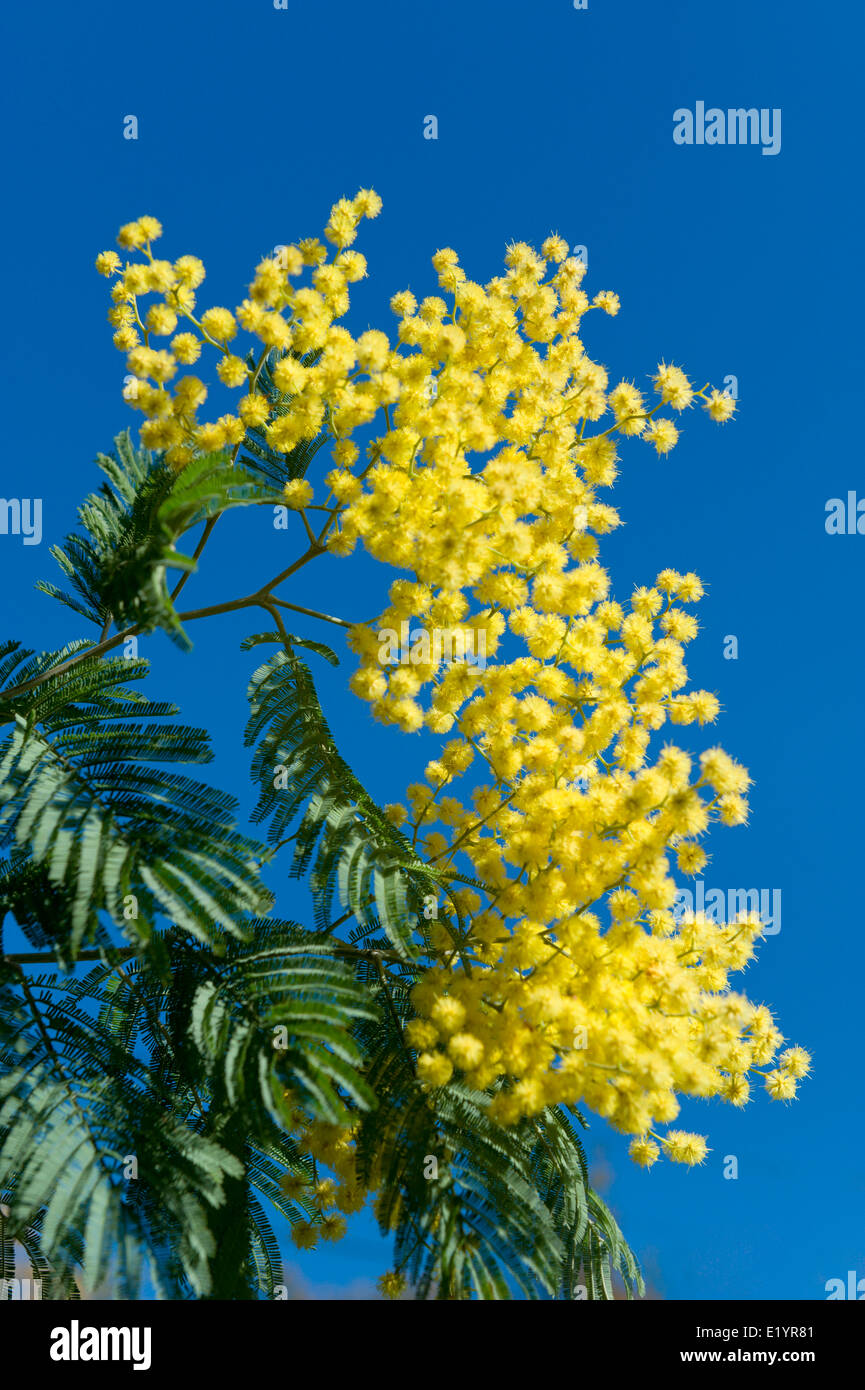 Mimosa Akazien in Blume, Monchique, Algarve, Portugal Stockfoto, Bild