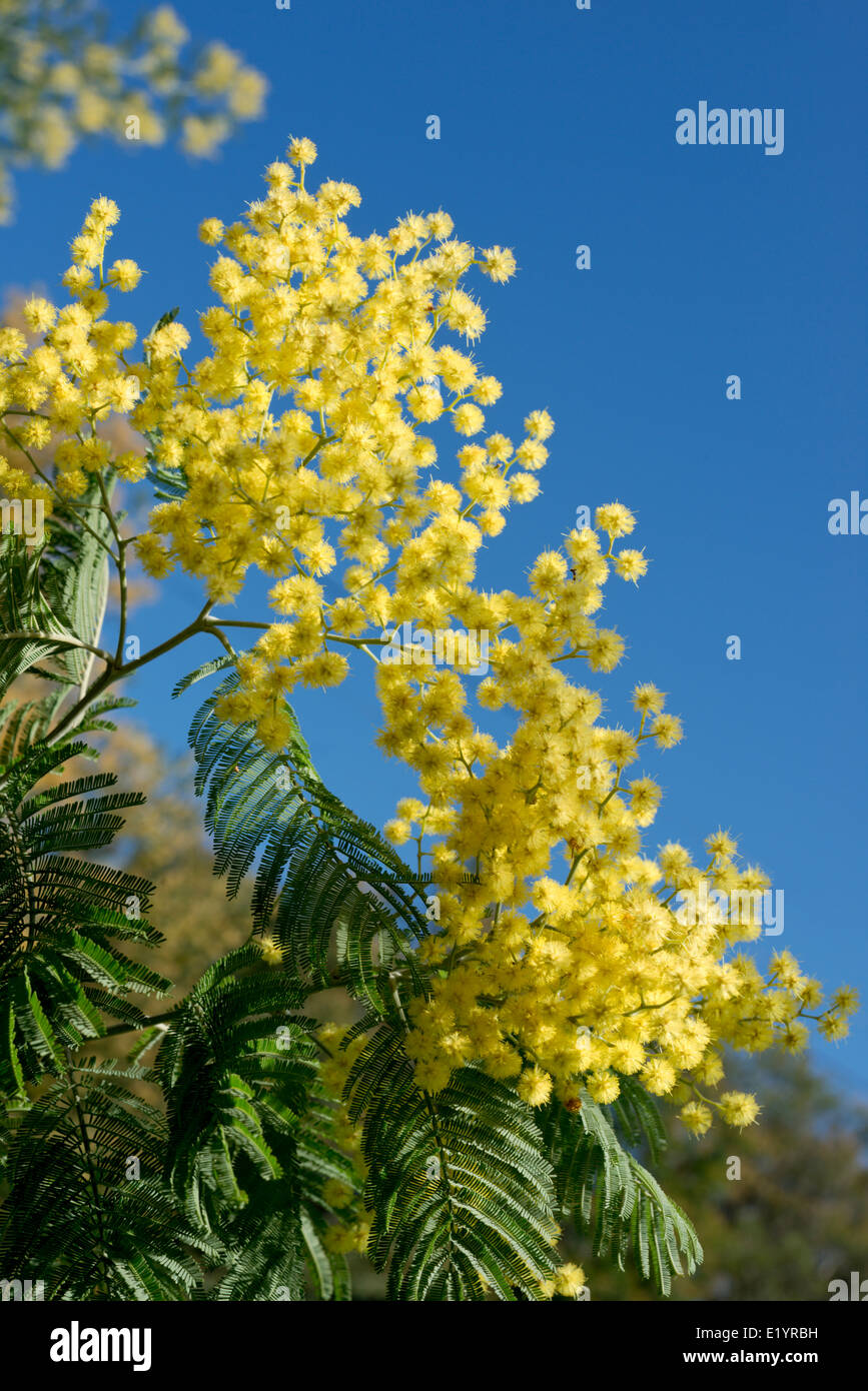 Mimosa Akazien in Blume, Monchique, Algarve, Portugal Stockfoto, Bild