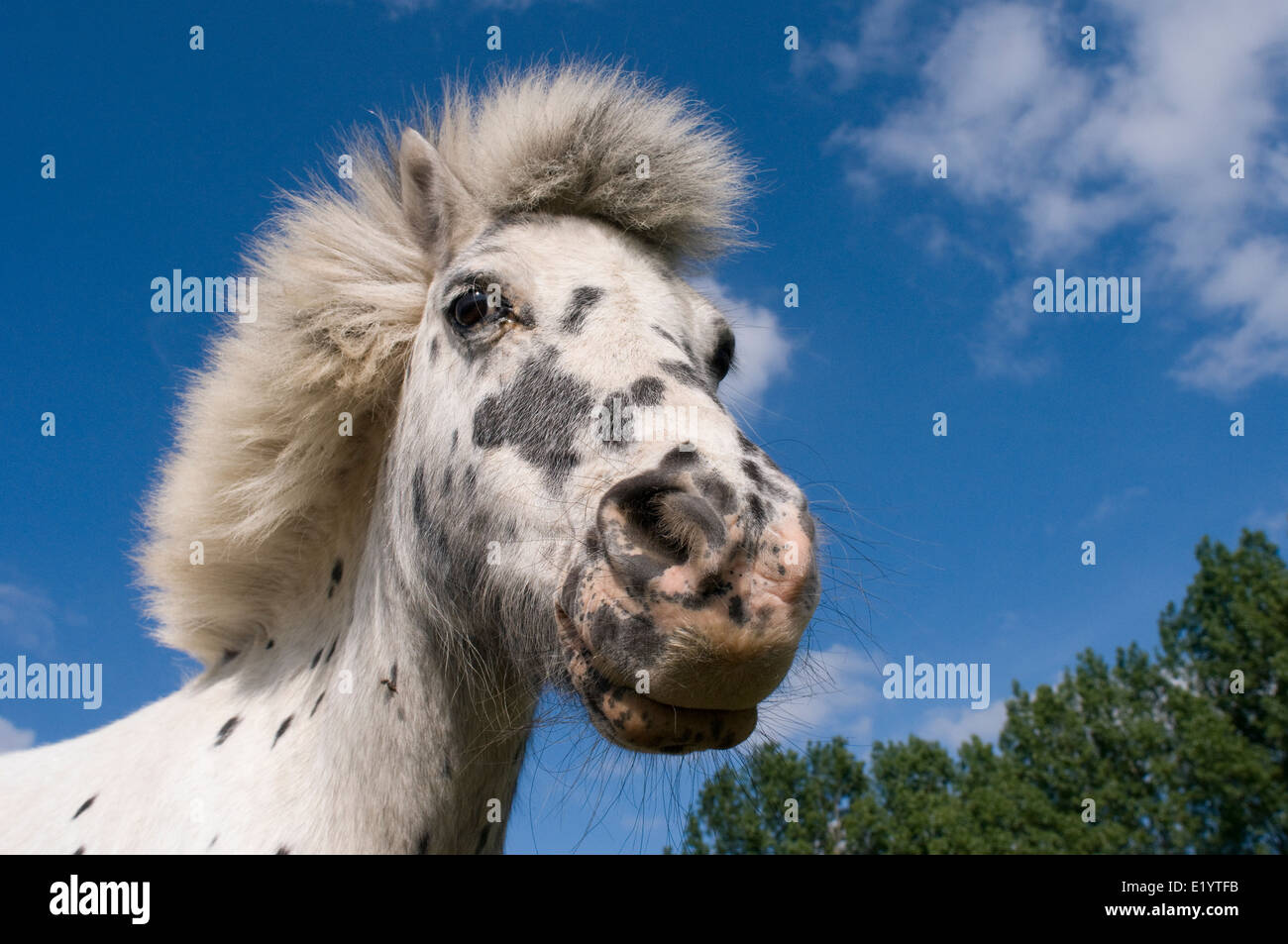 Gefleckte Mini Shetland Pony. Stockfoto