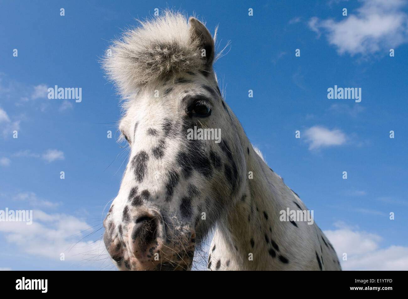 Gefleckte Mini Shetland Pony. Stockfoto