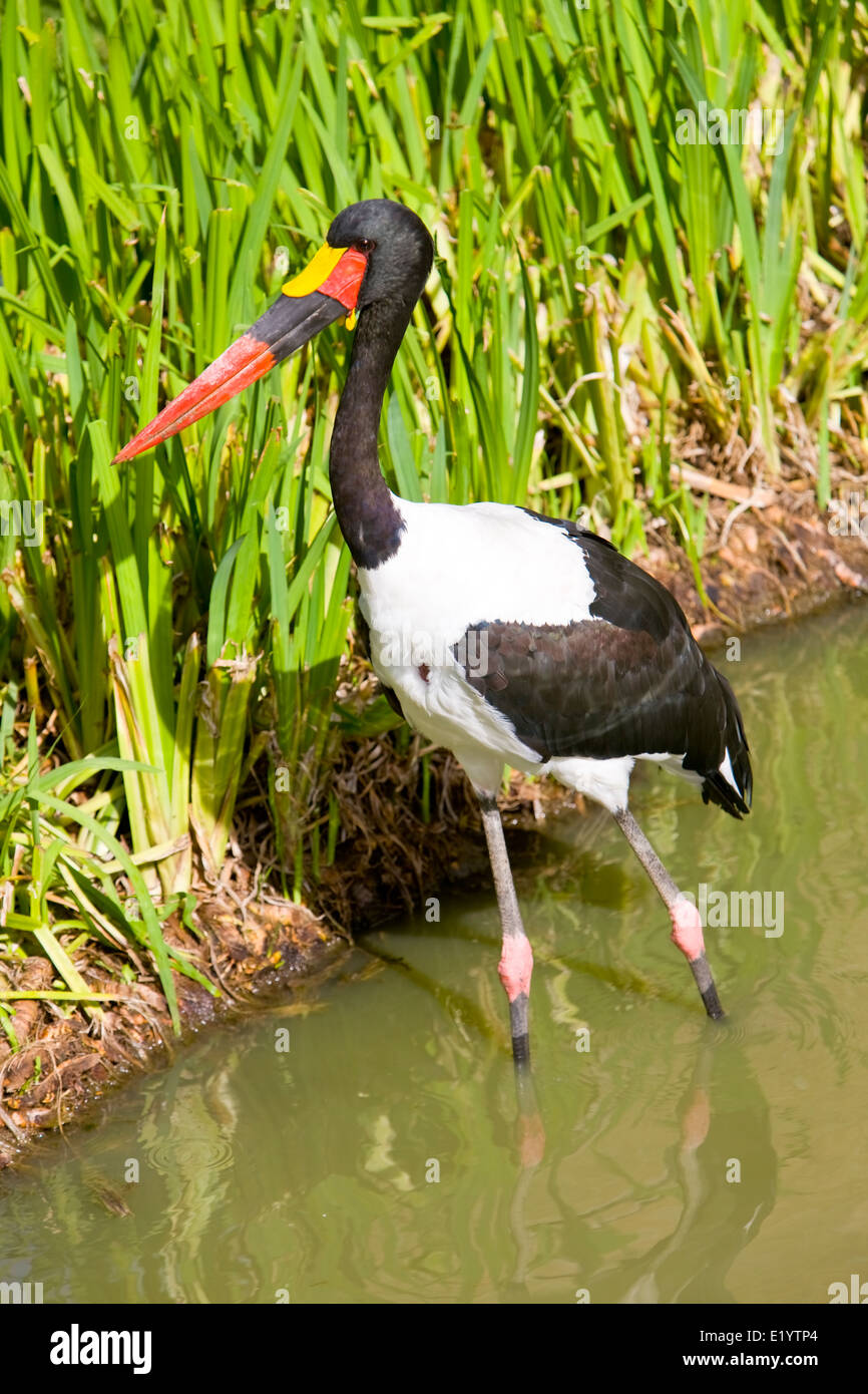 Sattel – abgerechnet Stork (Nahrung Senegalensis) Stockfoto