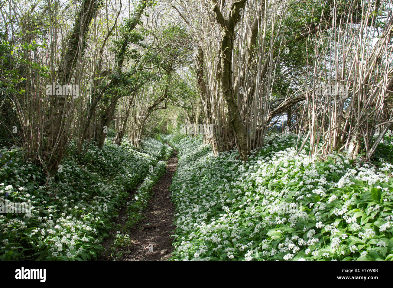 Frühling in der englischen Landschaft. Bärlauch (Allium Ursinum) wachsen neben schattigen Reitweg in ländlichen Dorset. England, United Kingdom. Stockfoto