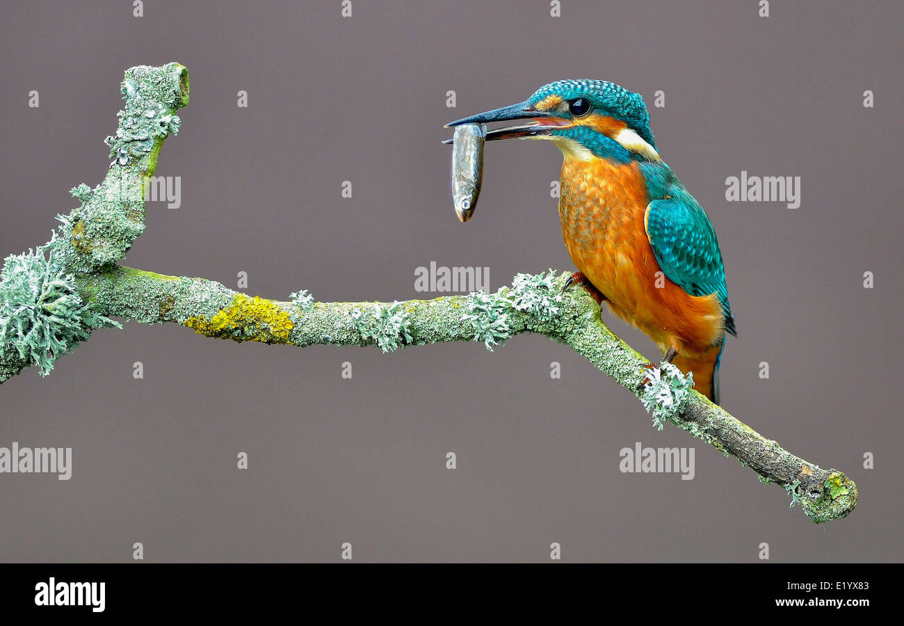 kingfisher, Stockfoto