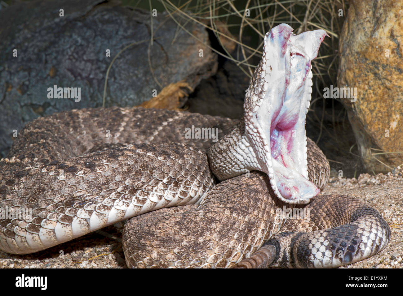 Western Diamondback Klapperschlange Crotalus Atrox Tucson, Arizona, USA 6 können Erwachsene mit Mund voll und ganz offen nach dem Auftreffen auf ein Stockfoto