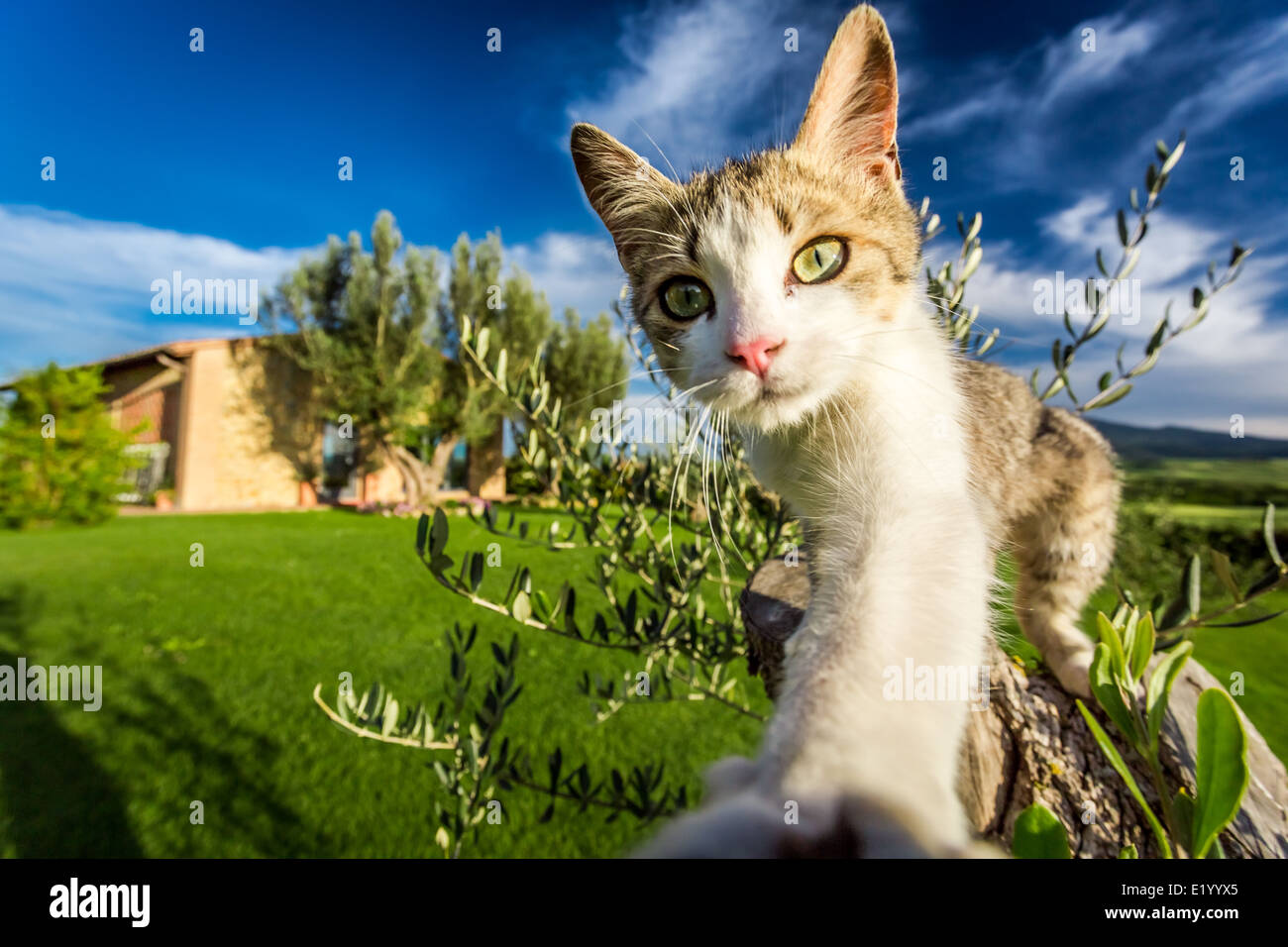 Villa Katze Fotos Und Bildmaterial In Hoher Aufl sung Alamy villa-katze-fotos-und-bildmaterial-in-hoher-aufl-sung-alamy