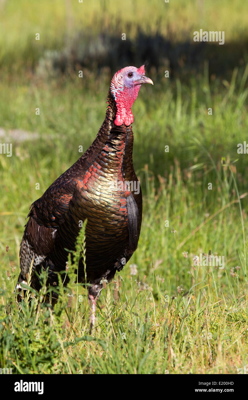 Wild Hen Truthahn Stockfoto
