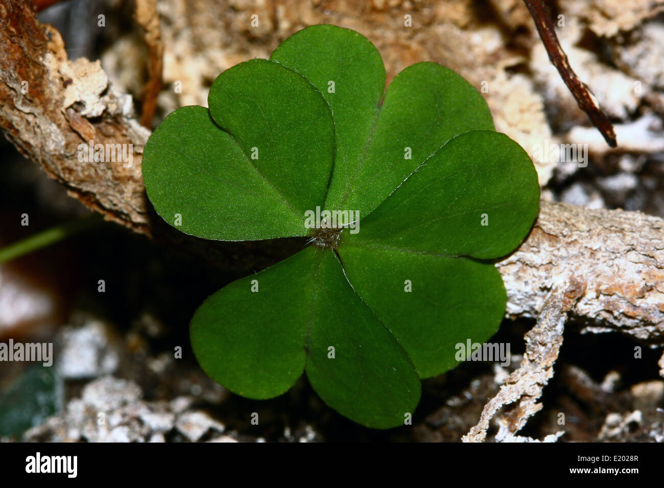 Glücksklee Stockfoto