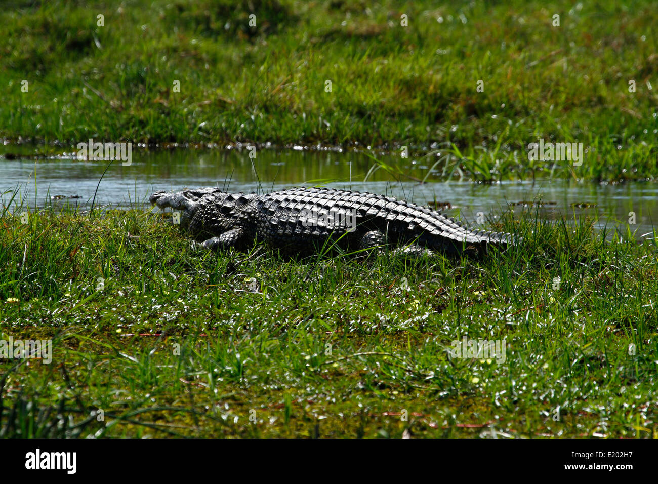Afrikanischen Krokodile sind halb aquatische fleischfressende Tiere versammelt sich im Süßwasser, manchmal Brack-oder Salzwasser Stockfoto