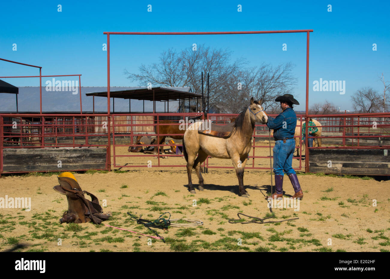 Dallas Texas Tate Ranch Cowboy Training 2-jährige Pferde auf ersten Sattel auf ihnen für das Training auf der Ranch zu brechen Stockfoto