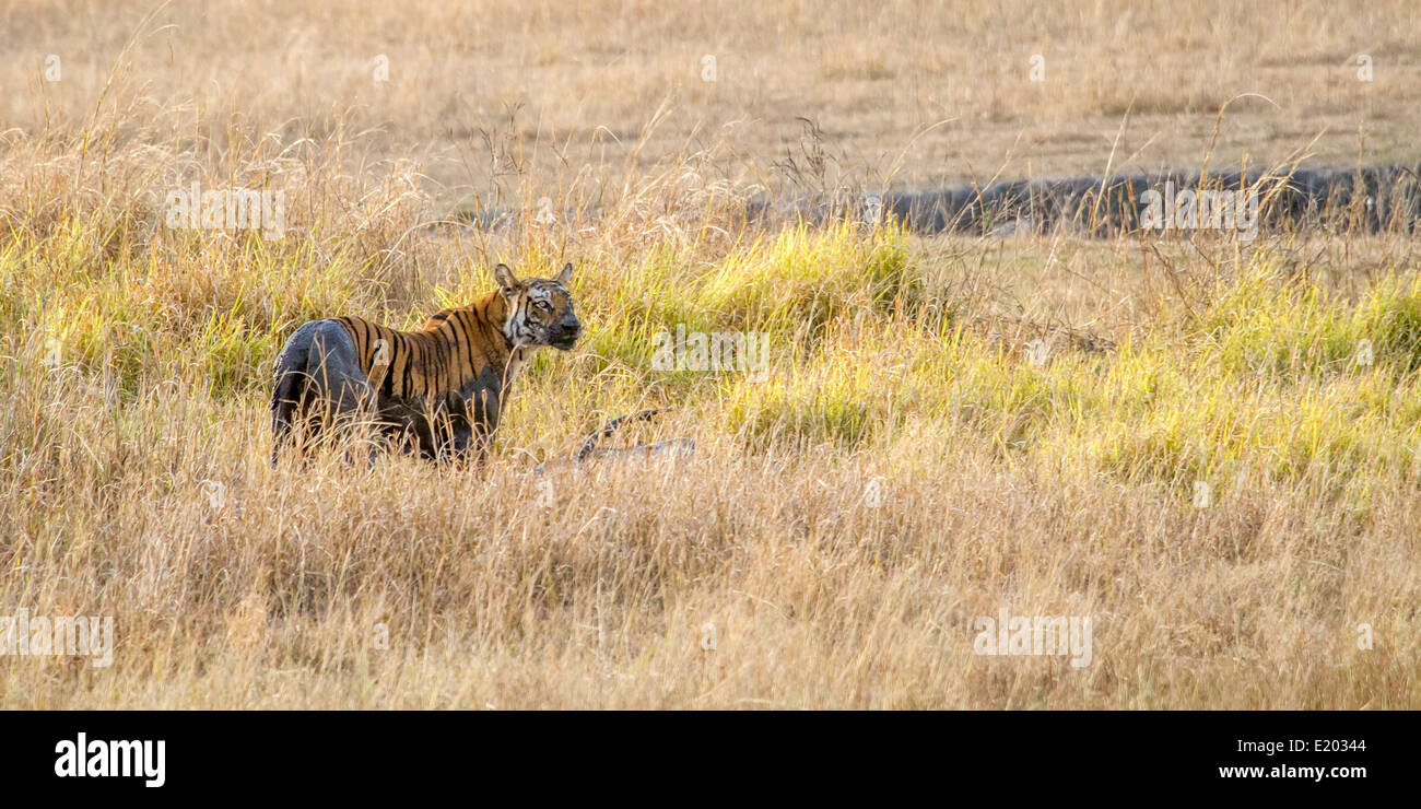 Weibliche tiger Stalking und das Töten eines männlichen sambar Hirsche, Bandhavgarh National Park Madhya Pradesh Indien Asien Stockfoto