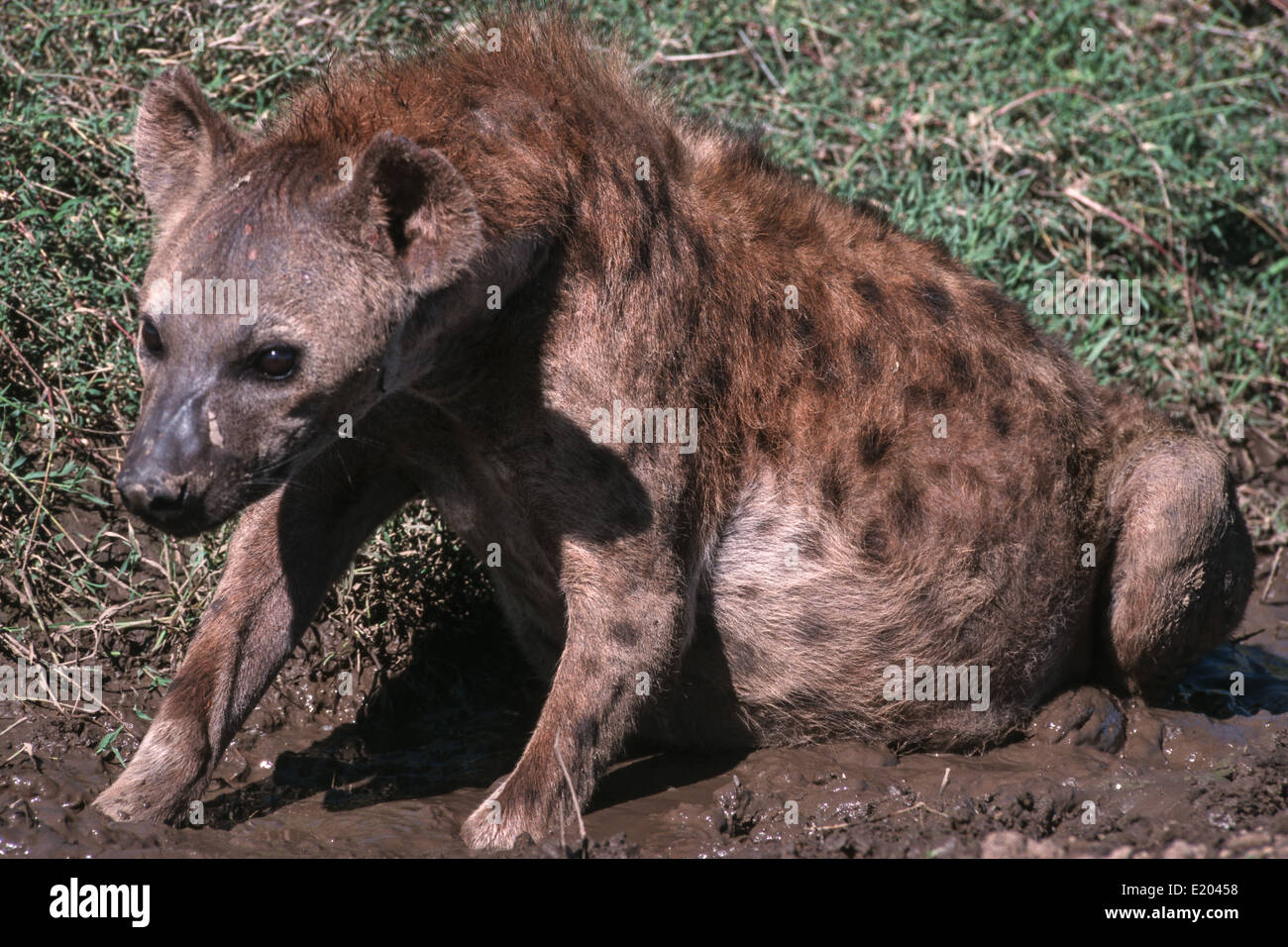 Gefleckte Hyänen (Crocuta Crocuta) im Schlamm suhlen zu lindern Reizungen, Serengeti, Tansania Stockfoto