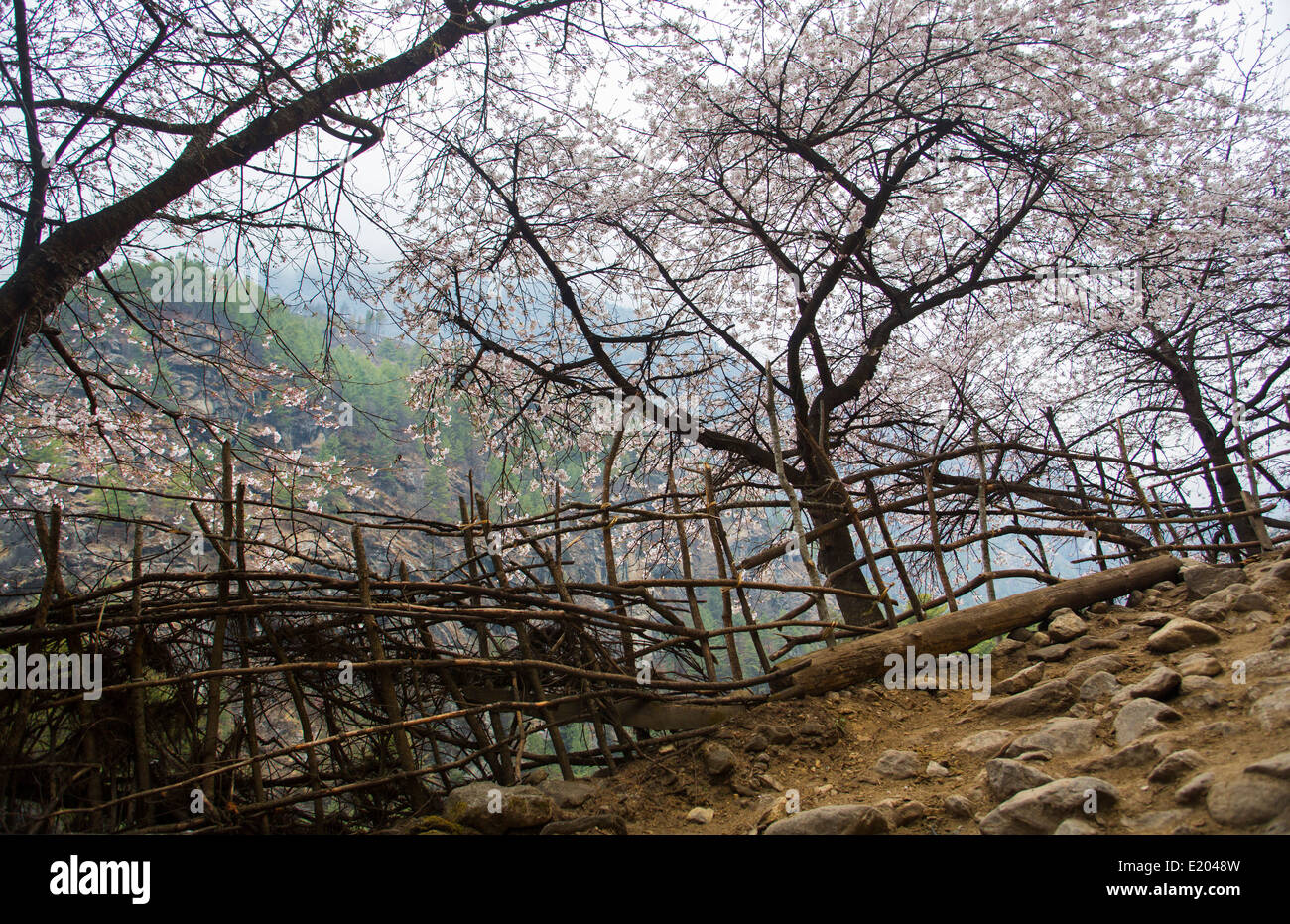 Nepal Himalaya Kirschbäume blühen vor dem Dorf Monjo Solukhumbu entfernten Mt. Everest Stockfoto