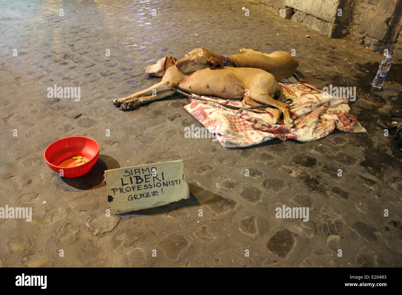 Rom, Italien. 12. Juni 2014. Wirtschaftskrise - müde Hunde mit Schild "Wir sind Freiberufler! Vielen Dank! "im Bereich Trastevere in Rom Stockfoto