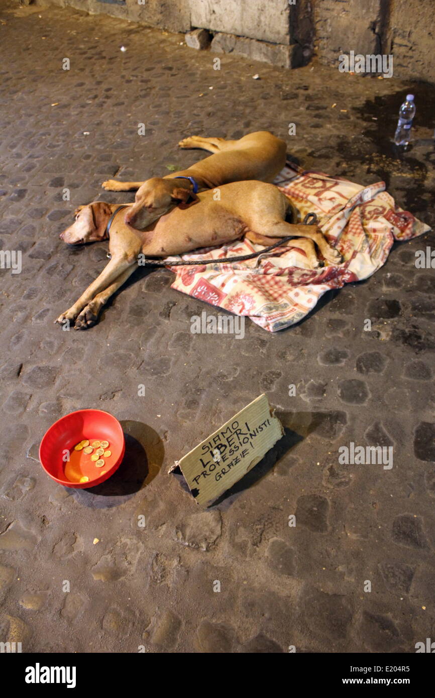 Rom, Italien. 12. Juni 2014. Wirtschaftskrise - müde Hunde mit Schild "Wir sind Freiberufler! Vielen Dank! "im Bereich Trastevere in Rom Stockfoto