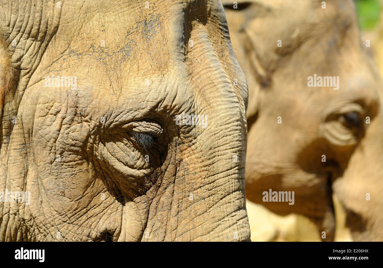 Asiatische Elefanten im Twycross Zoo Atherstone Warwickshire England UK Stockfoto