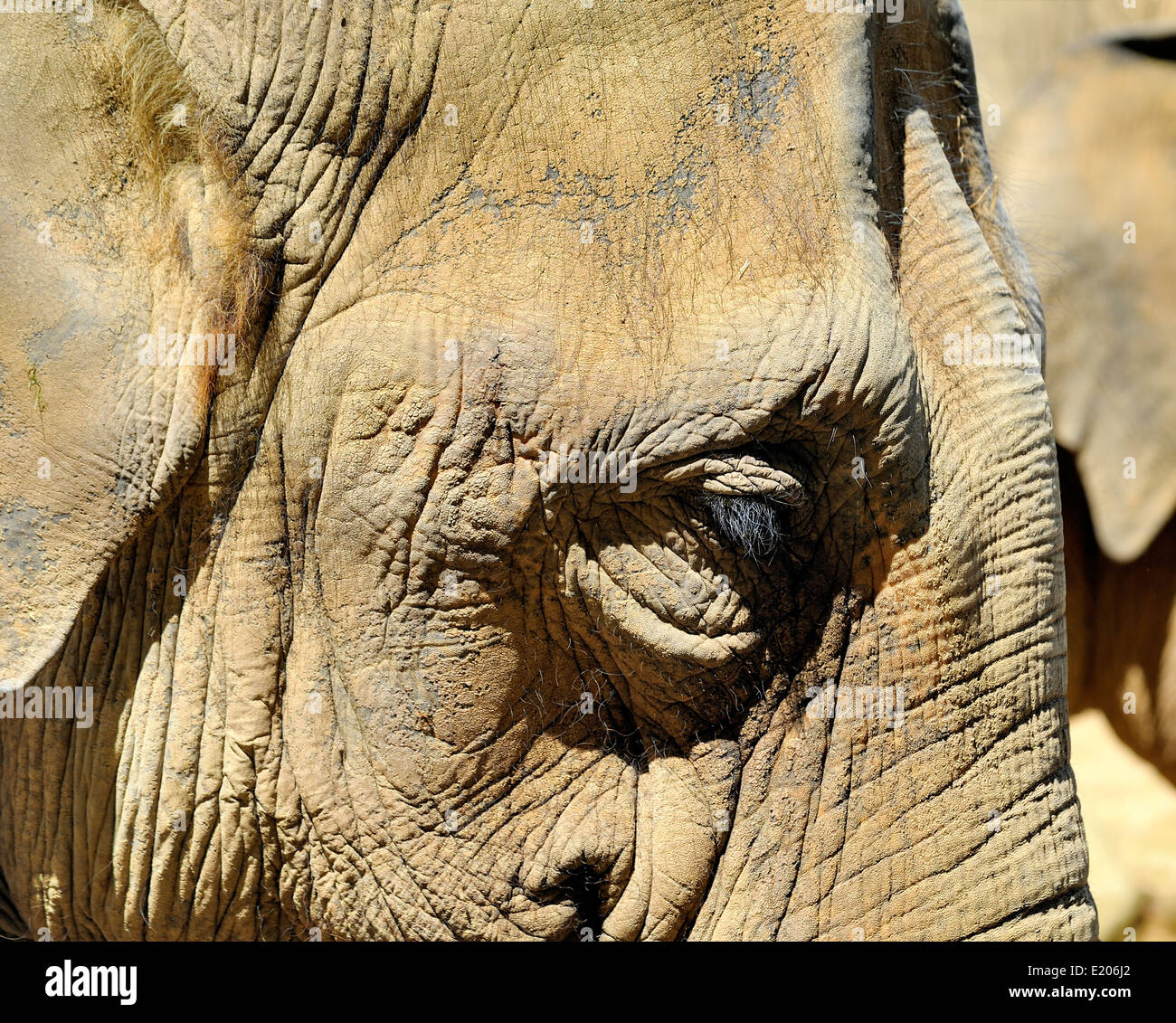 Asiatische Elefanten im Twycross Zoo Atherstone Warwickshire England UK Stockfoto