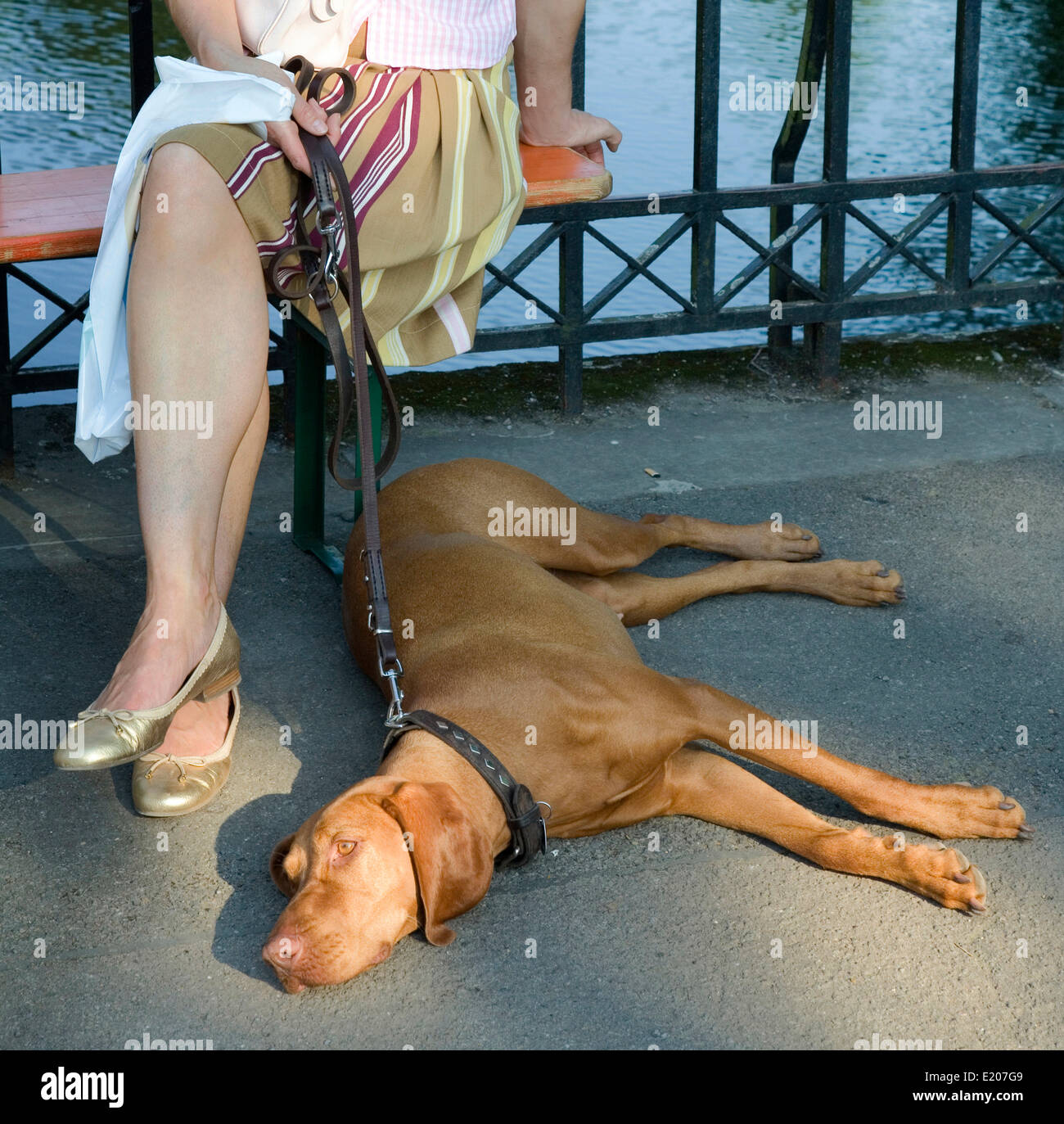 Magyar Vizsla, Hund an der Leine, liegend auf einem asphaltierten Weg, Hundebesitzer, die neben des Hunds sitzt auf einer Bank, Deutschland Stockfoto