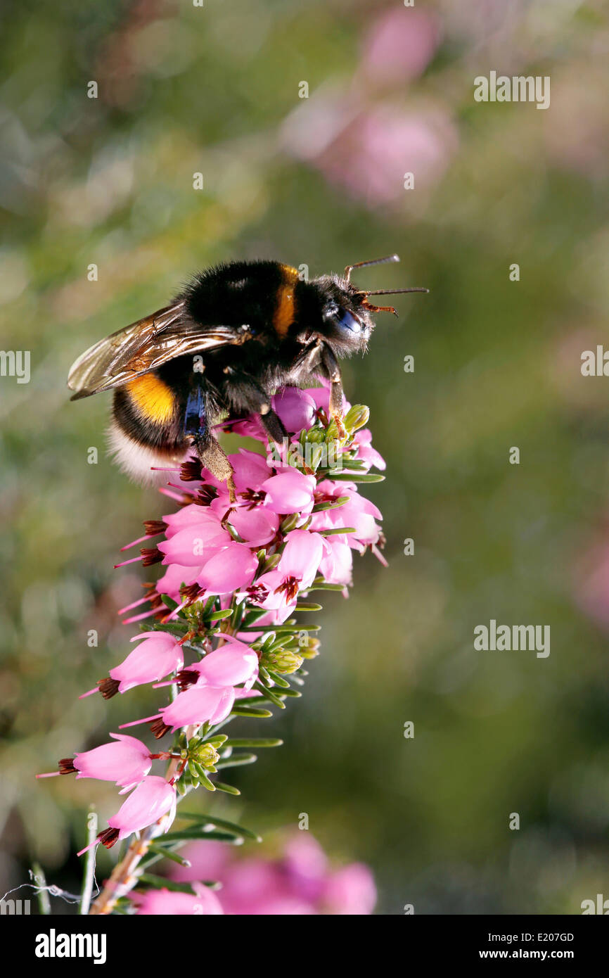 Hummel (Bombus Terrestris) auf Winter Heide Blumen, Tirol, Österreich Stockfoto