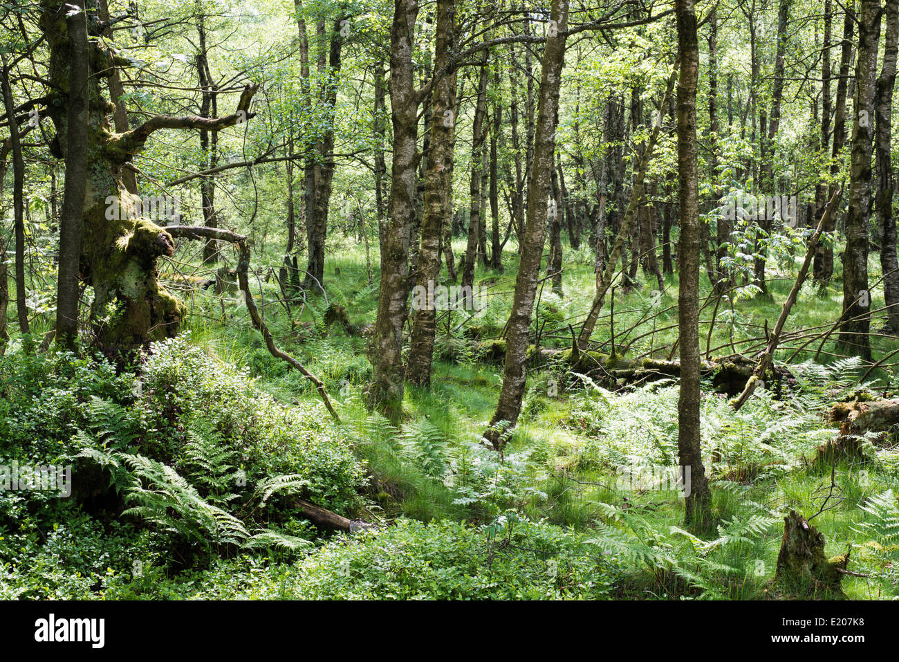 Waldreservat in Rotes Moor-Natur, Biosphärenreservat Rhön, Gersfeld, Hessen, Deutschland Stockfoto