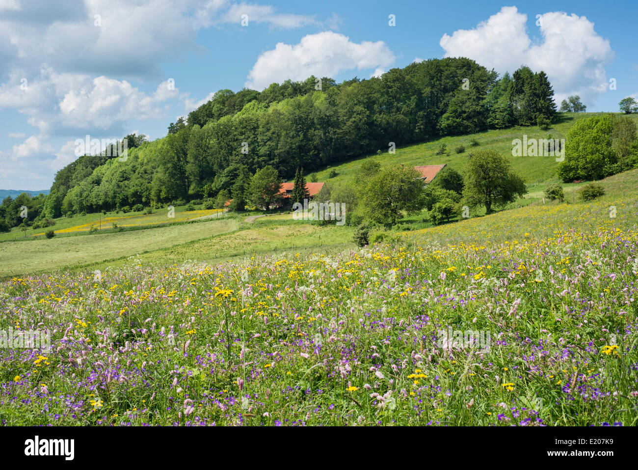 Gehöft mit Blume Wiese und Wald, Rhön-Biosphärenreservat, Sandberg, Gersfeld, Hessen, Deutschland Stockfoto