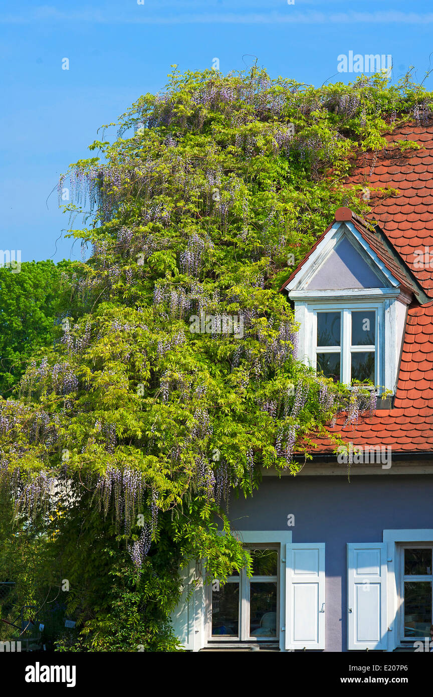 Chinesische Wisteria (Wisteria Sinensis) Kletterpflanze auf ein Haus, Bayern, Deutschland Stockfoto