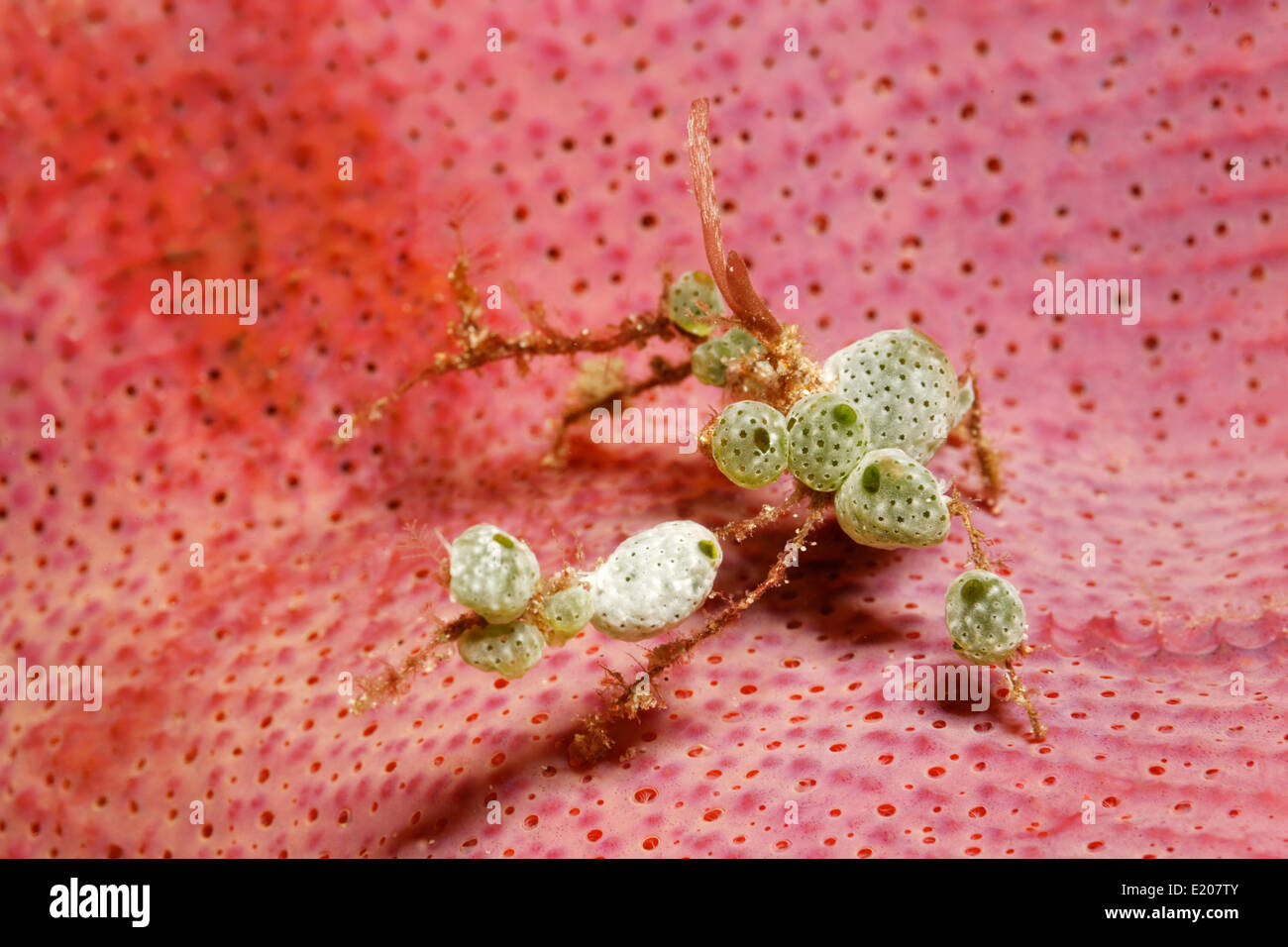 Seespinne (Achaeus SP.) mit Dekorationen, bedeckt mit siehe spritzt (Didemnum Molle), Sabang Beach, Puerto Galera, Mindoro Stockfoto