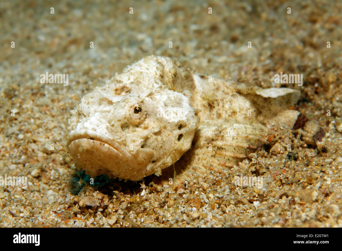 Teufel Drachenköpfe (Scorpaenopsis Diabolus), auf sandigem Meeresgrund, Sabang Beach, Puerto Galera, Mindoro, Philippinen Stockfoto