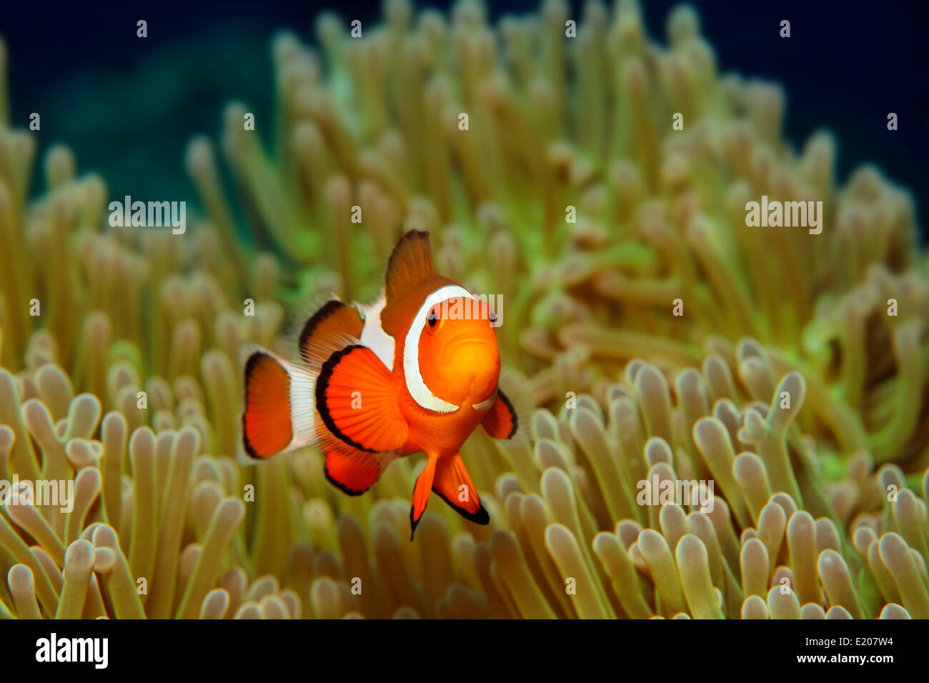 Ocellaris Clownfish oder gemeinsame Clownfische (Amphiprion Ocellaris), mit Anemone, Sabang Beach, Puerto Galera, Mindoro, Philippinen Stockfoto