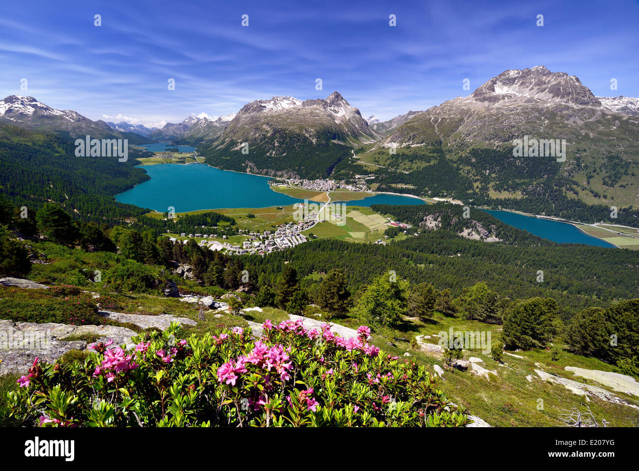 Surlej und Silvaplana mit Oberengadiner Seen, See Champfèr, Silvaplanersee, Silsersee, Alpenrosen, Engadin Stockfoto