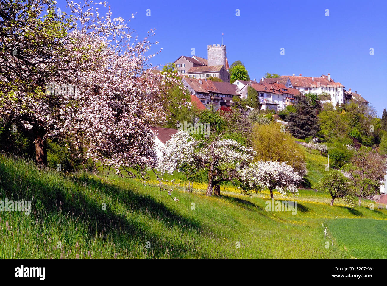 Stadtbild mit blühenden Obstbäumen, Regensberg, Kanton Zürich, Schweiz Stockfoto