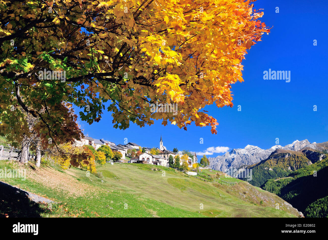 Herbstlicher Baum, Guarda, Unterengadin, Graubünden, Schweiz Stockfoto