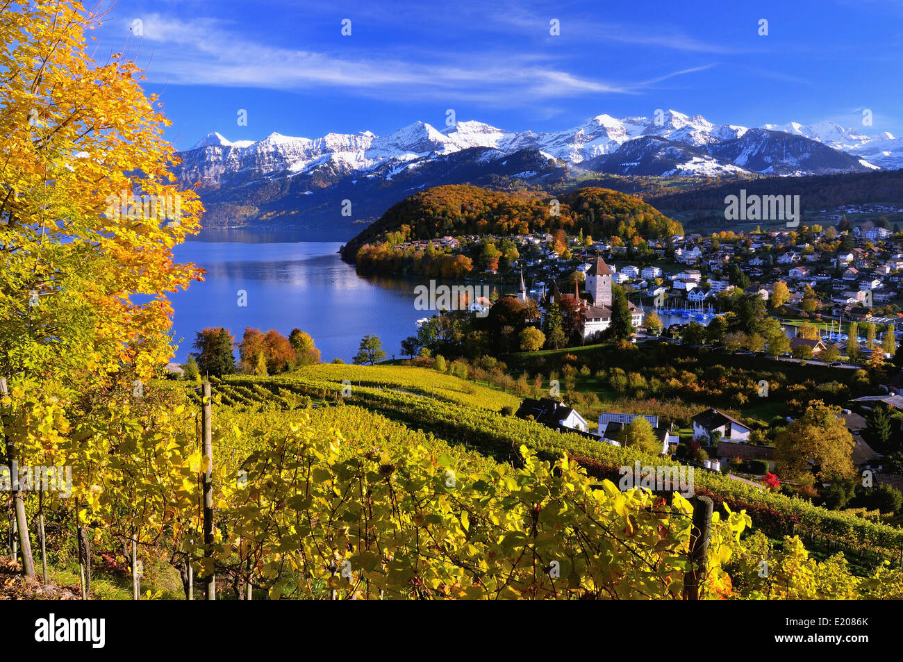 Stadtbild von Spiez am Thunersee mit den schneebedeckten Berner Alpen, Kanton Bern, Schweiz Stockfoto