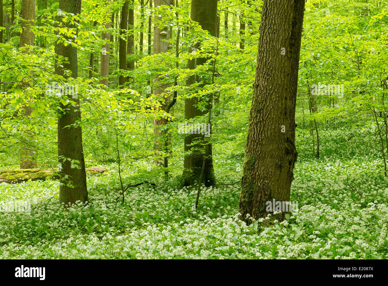Europäische Buche oder Rotbuche (Fagus Sylvatica) Wald mit blühenden Bärlauch (Allium Ursinum), Nationalpark Hainich Stockfoto