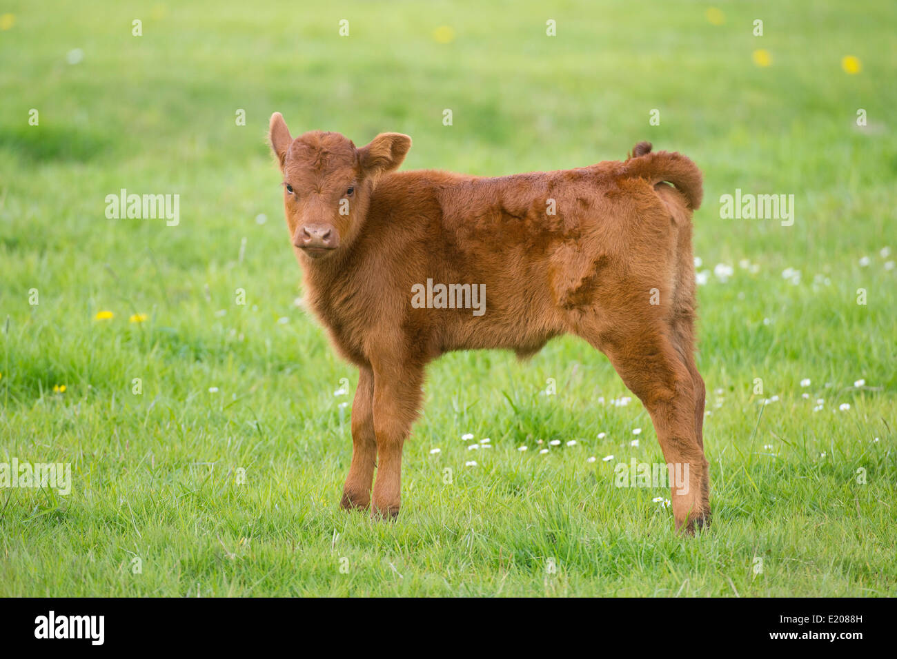 Hausrind (Bos Primigenius Taurus) Kalb stehend auf einer Weide, Niedersachsen, Deutschland Stockfoto