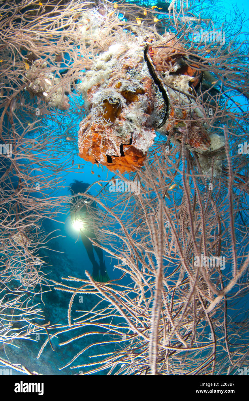 Taucher außerhalb der Höhle bei Dhoores Kuda Gaa Tauchplatz, Dhaalu Atoll Malediven Stockfoto