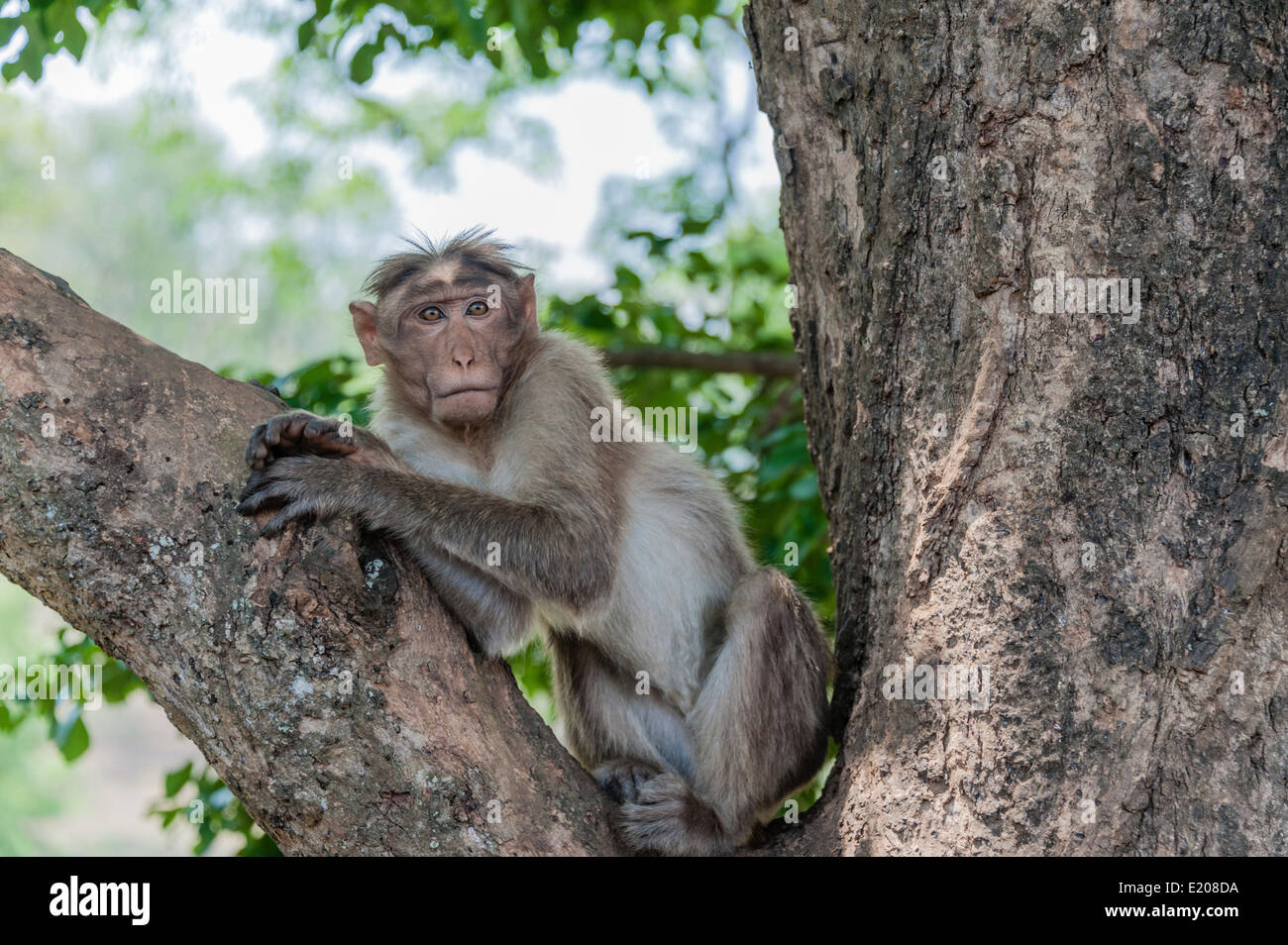 Rhesus affe -Fotos und -Bildmaterial in hoher Auflösung – Alamy