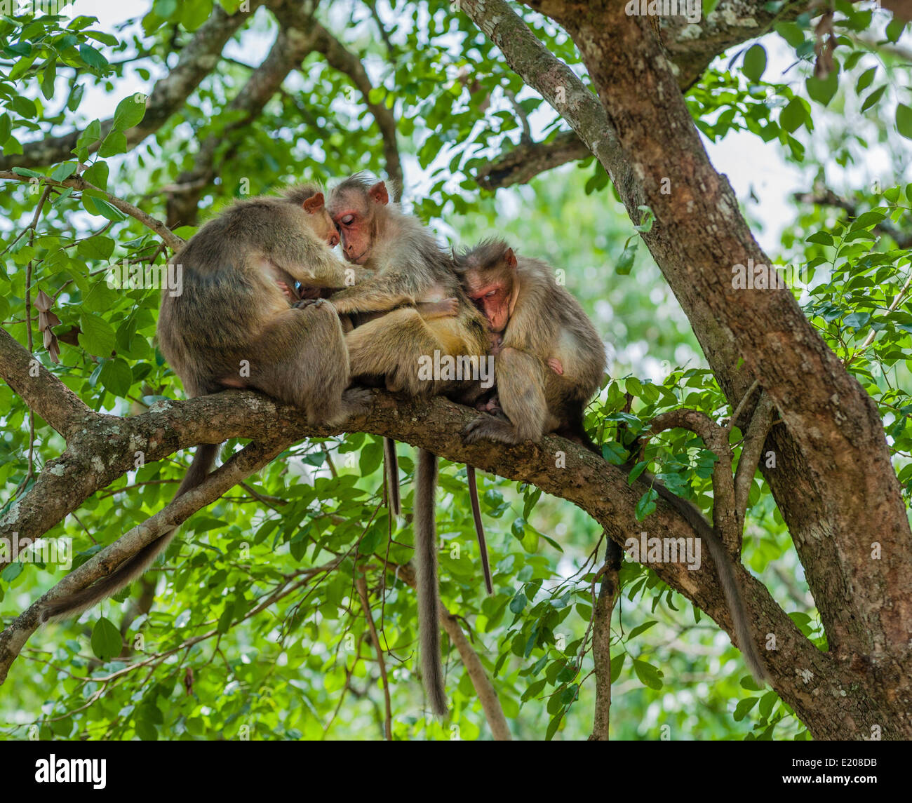 Familie von Rhesusaffen (Macaca Mulatta), Mudumalai Wildlife Sanctuary, Tamil Nadu, Indien Stockfoto