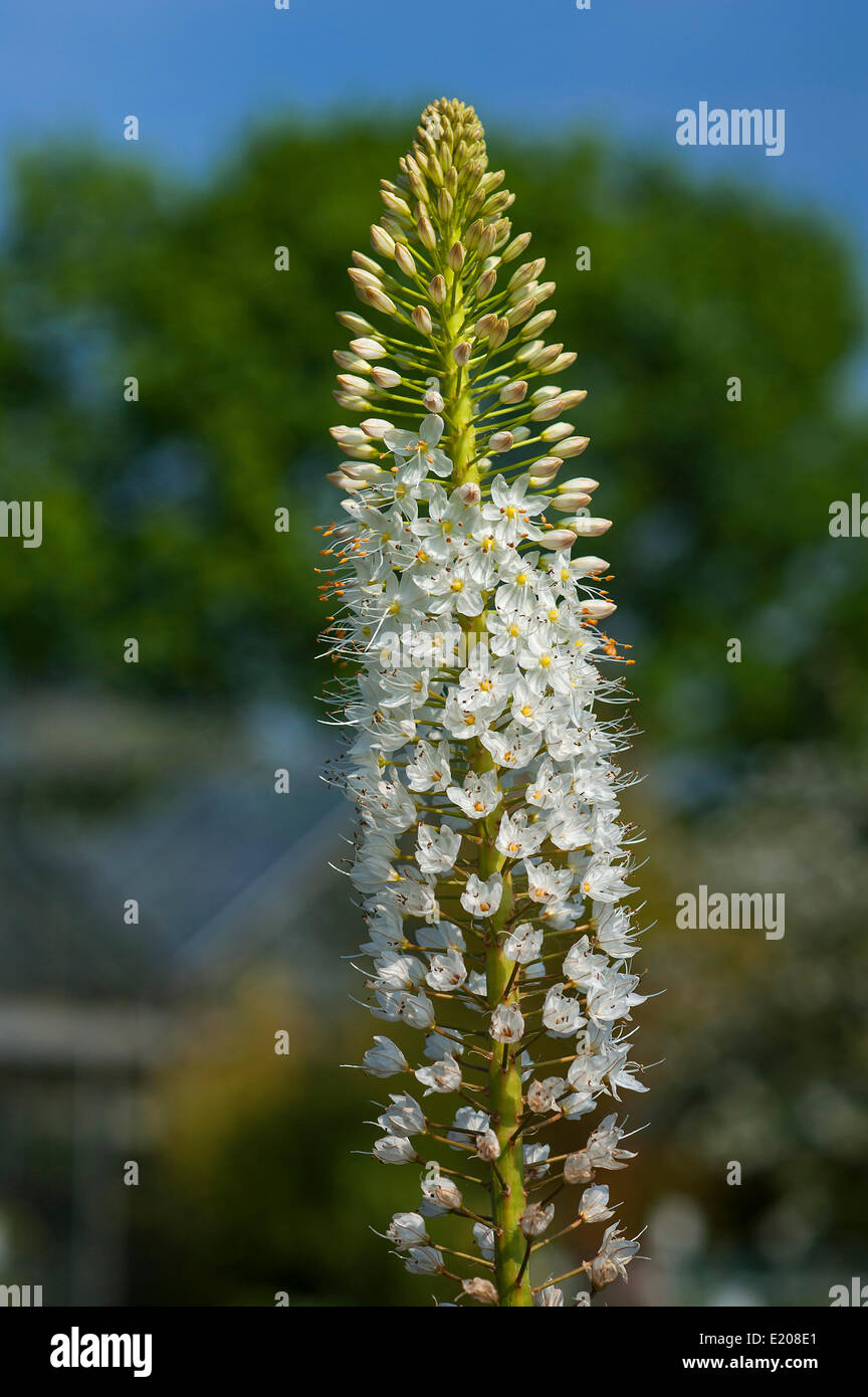 Blühende Wüste Kerze (Eremurus Himalaicus), Bayern, Deutschland Stockfoto