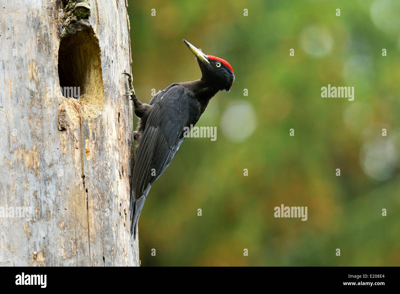 Schwarzspecht (Dryocopus Martius) am Nest Loch, Nationalpark Biebrza-Flusstal, Polen Stockfoto