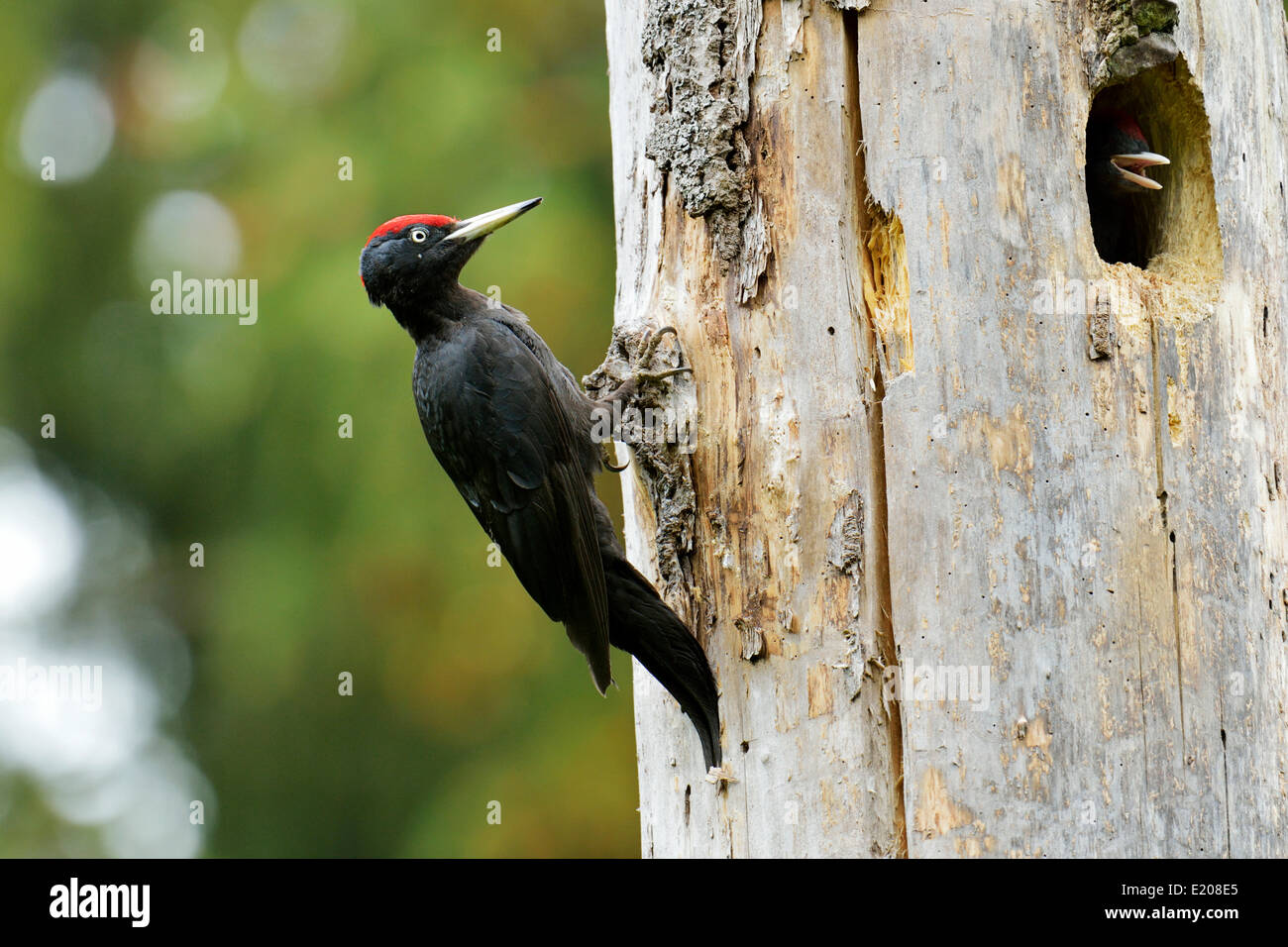 Schwarzspecht (Dryocopus Martius) am Nest Loch mit einem Küken, Nationalpark Biebrza-Flusstal, Polen Stockfoto