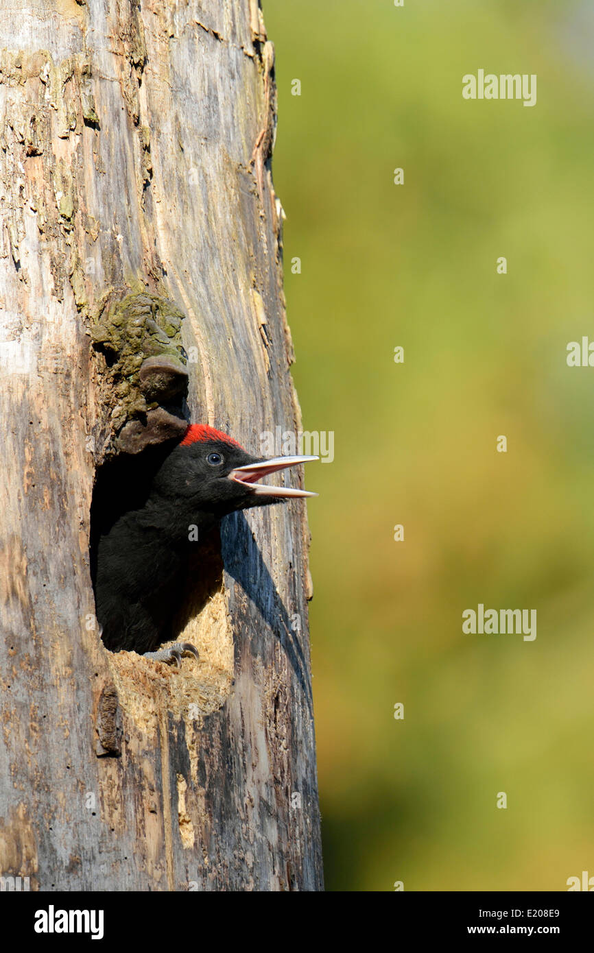 Schwarzspecht (Dryocopus Martius), Jungvogel aus dem Nest Loch, schreien, Nationalpark Biebrza-Flusstal, Polen Stockfoto