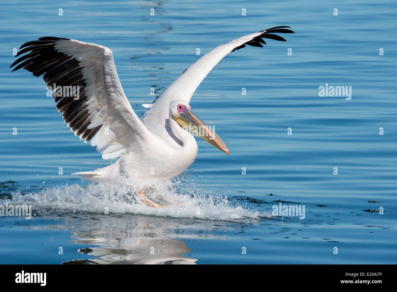 Großer weißer Pelikan (Pelecanus Onocrotalus) auch bekannt als der östlichen weißer Pelikan, rosigen Pelikan. Walvis Bay, Namibia. Stockfoto