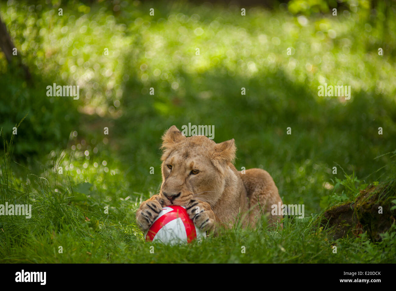 London Zoo, Regents Park, London UK. 12. Juni 2014. ZSL London Zoo drei asiatischen Löwinnen versuchen ihre Ballfertigkeit für die englische Nationalmannschaft, als die WM startet. Löwen sind seit 1872 Maskottchen von England Fußball-Trikot. Bildnachweis: Malcolm Park Leitartikel/Alamy Live-Nachrichten Stockfoto