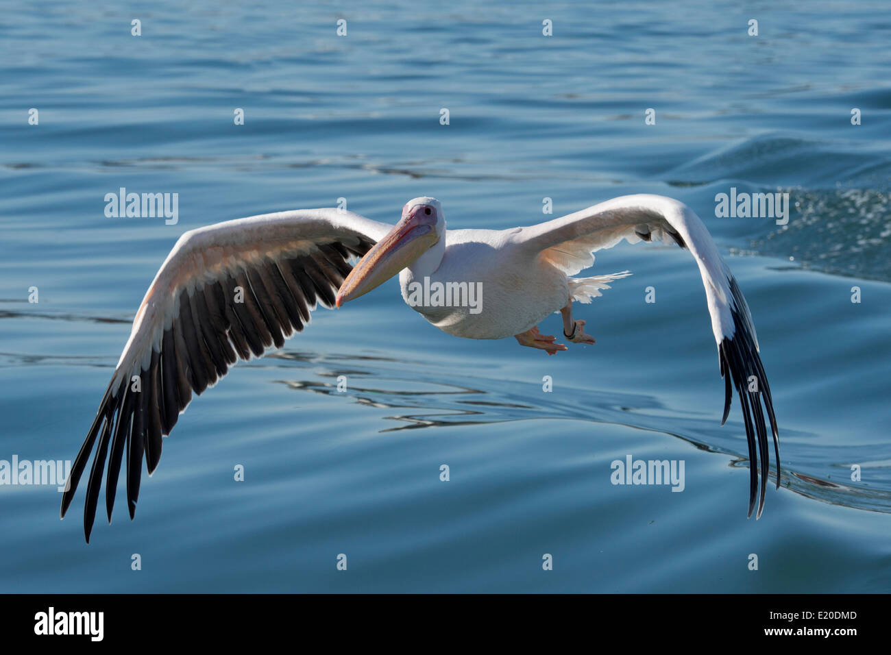 Großer weißer Pelikan (Pelecanus Onocrotalus) auch bekannt als der östlichen weißer Pelikan, rosigen Pelikan. Walvis Bay, Namibia. Stockfoto