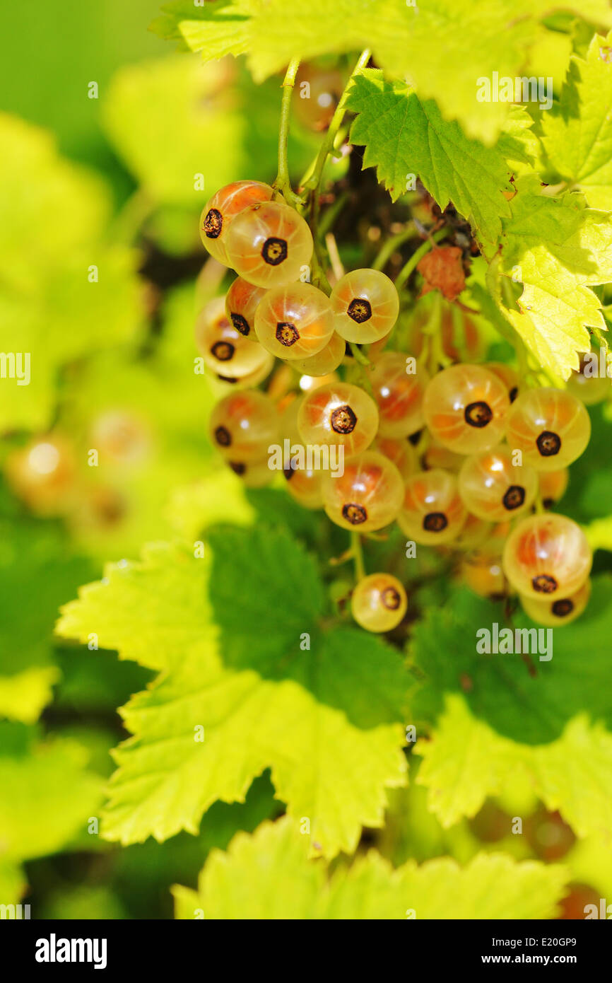 Weiße Johannisbeeren Stockfoto