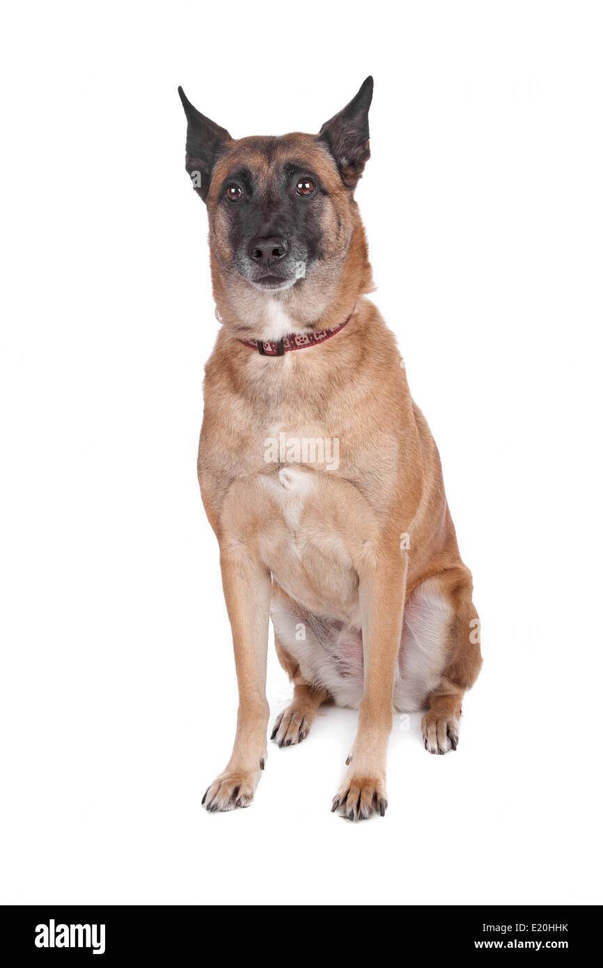 Belgien-Schäferhund Stockfoto