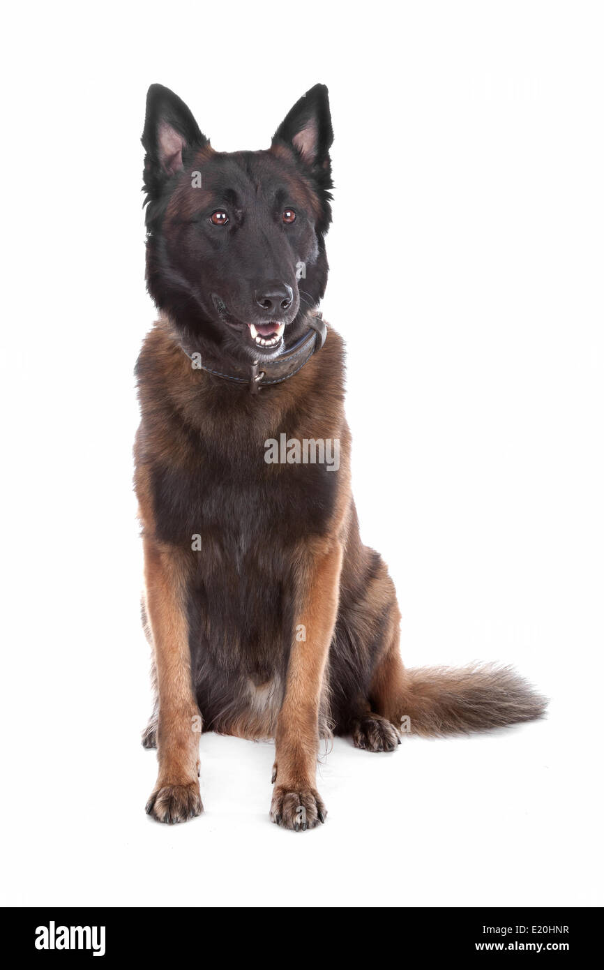 Belgien-Schäferhund Stockfoto