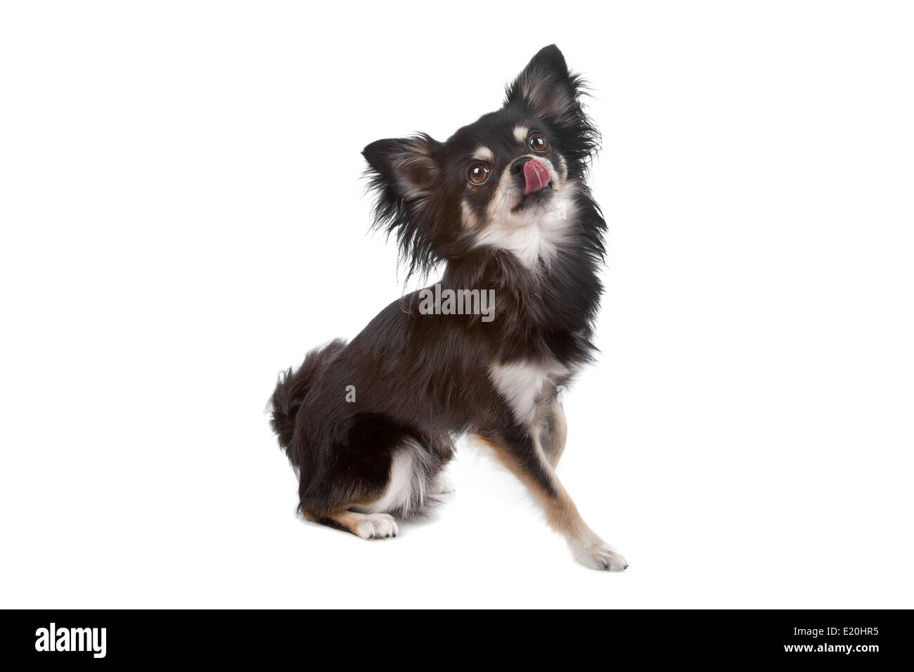 Niedliche Chihuahua Hund Stockfoto