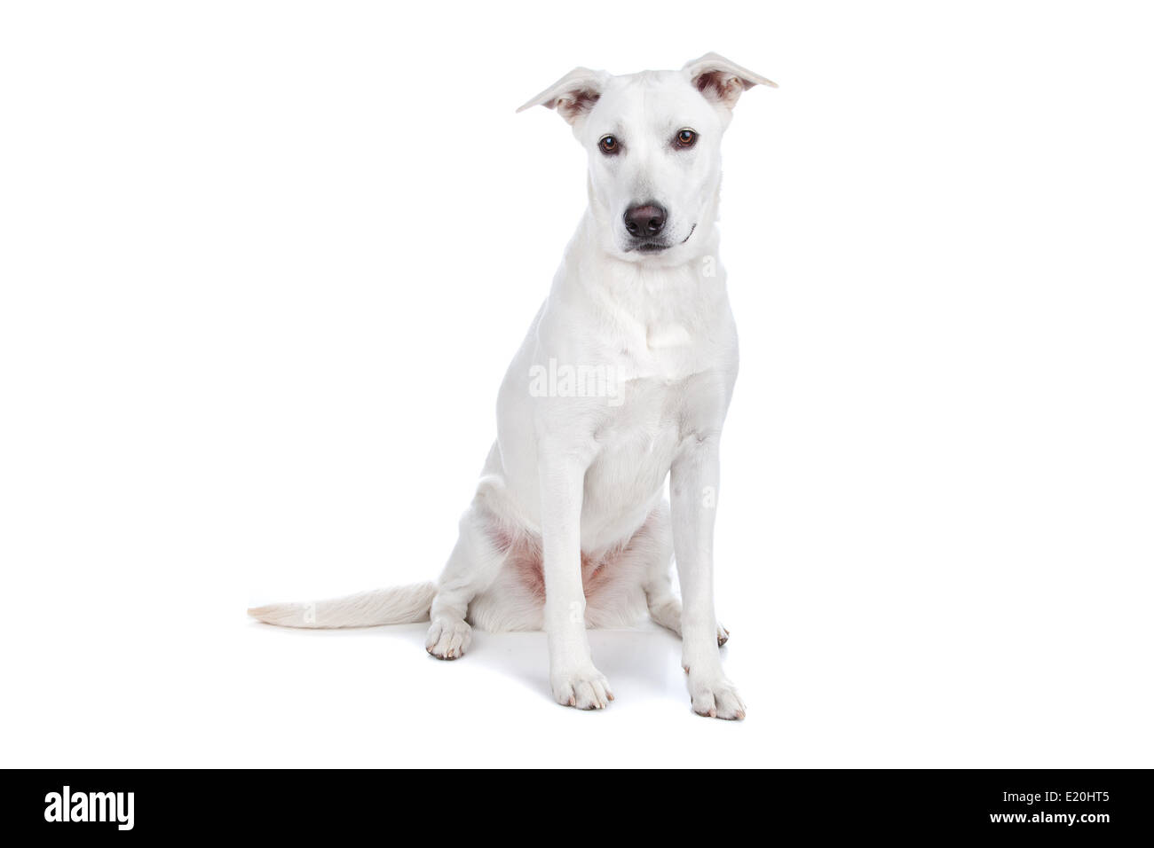 Rasse Hund, weißer Schäferhund Labrador gemischt Stockfotografie - Alamy