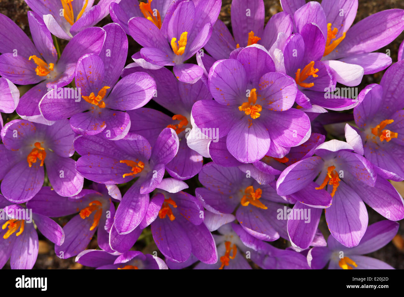 Krokusse im Frühling Stockfoto